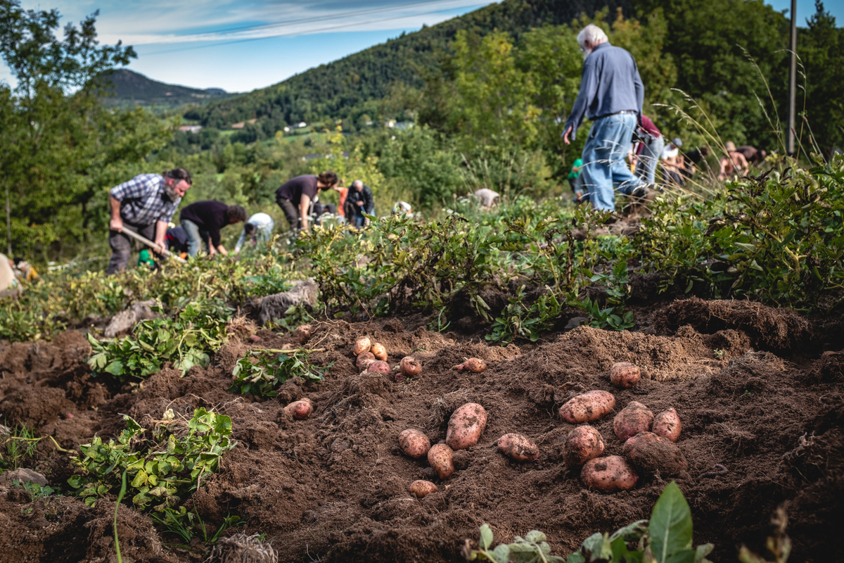 Récolte des patates pour protester contre la « route à Wauquiez », à Saint-Hostien, le 2 octobre 2022.